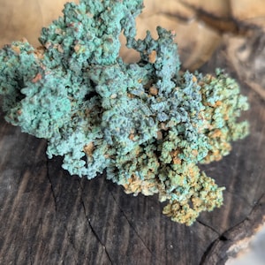 May include: A close-up of a mineral specimen with a textured, crystalline structure. The mineral displays a mix of teal, turquoise, and brown hues, with a rough, uneven surface. The specimen is set against a dark, wooden background.