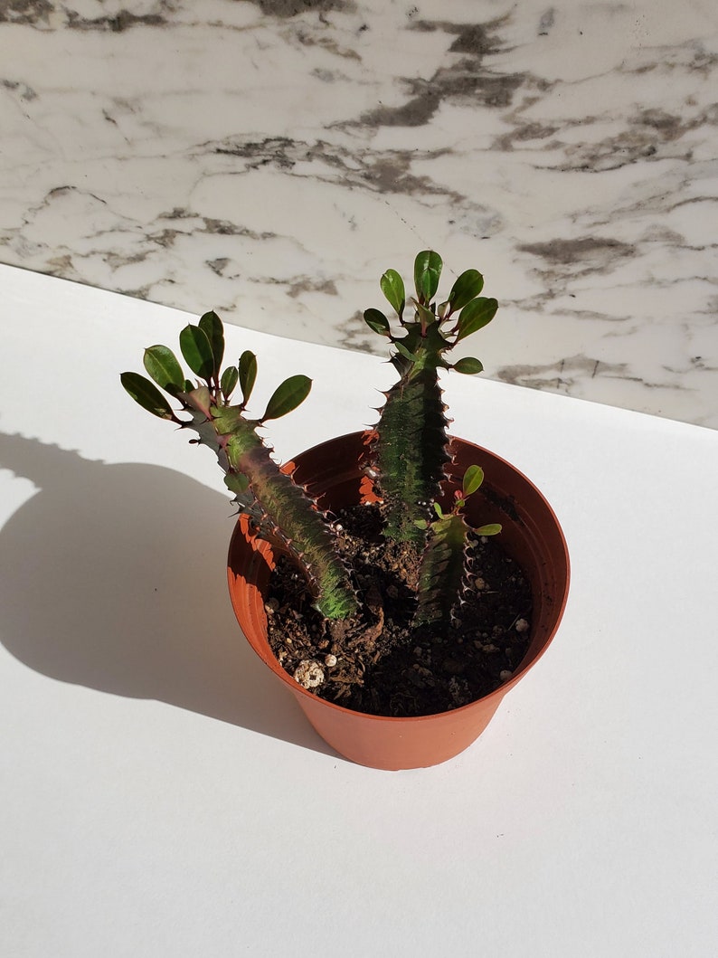 Good Luck Plant Cactus Royal Red African Milk Tree Cactus Etsy