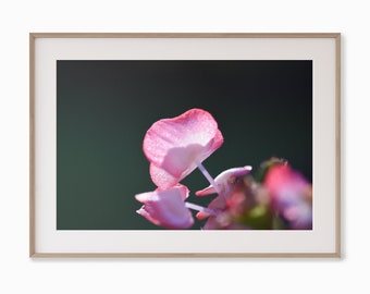 Begonia Flower Study #1, Botanical Image, Petals, Pink Nature Print, Wall Art, Decor, DIY Art, Plant