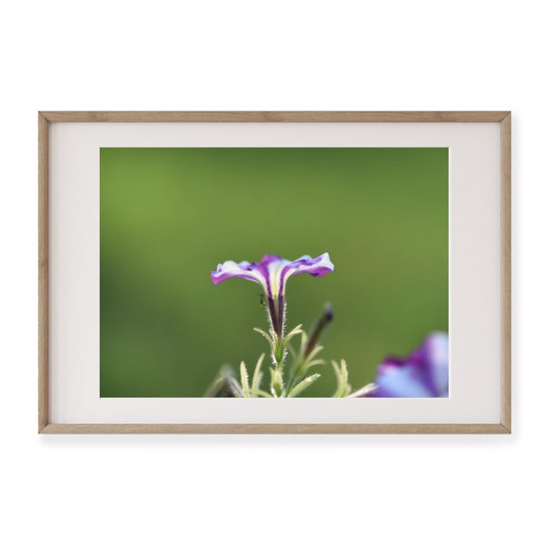 Purple and White Petunia with Ant, Botanical Image, Petals, Purple Nature Print, Wall Art, Decor, DIY Art, Plant, Macro Photography