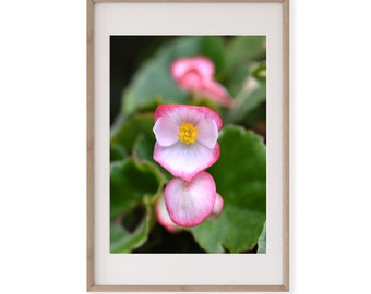 Begonia Flower Study #2, Botanical Image, Petals, Pink Nature Print, Wall Art, Decor, DIY Art, Plant