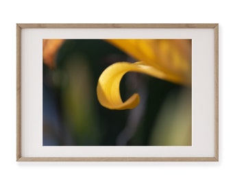 Orange Lily #7, Jaune, Fleur d’orange, Image numérique, Art DIY, Art Mur, Photo téléchargeable, Toile, Botanique, Floral, Décor Chaud, Macro