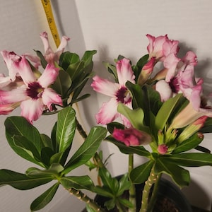 Pink Flame Desert Rose – Adenium Obesum with Glossy Leaves