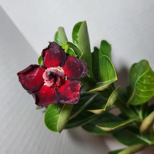 Celestial Bloom – Rare Double-Petal Desert Rose (Seed-Grown)