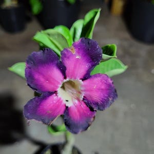 Royal Veil Desert Rose Seed-Grown | Rare Purple Bloom