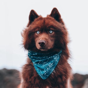 May include: A brown and white dog with blue eyes wearing a blue bandana with a white floral pattern.