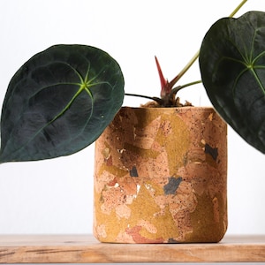May include: A potted Anthurium plant with large, dark green leaves and a red stem. The plant is in a cylindrical pot with a speckled, tan and brown design. The pot sits on a wooden shelf against a white background.