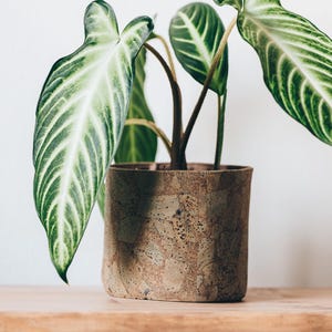 May include: A potted plant with large, green leaves featuring prominent white veining. The plant is in a textured, light brown pot, sitting on a wooden surface. The leaves have a striking, elongated shape, creating a visually appealing contrast.