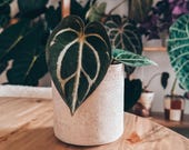 Artículos de esta tienda