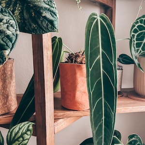 May include: A wooden shelf displays a variety of potted plants. The plants feature large, textured green leaves with prominent veins. Some pots are terracotta, while others are a light green or patterned. The shelf is made of light brown wood.
