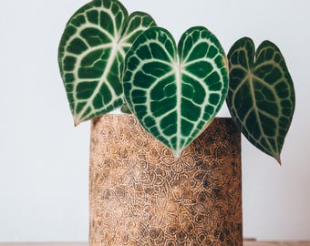 Earthy Butterfly Plant Pot Cover w/ Waterproof Liner • Brown & Olive Green Cork Planter • Handmade Gifts for Plant Lovers  • 5, 6, 7, 8 inch