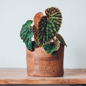 May include: A potted plant with large, textured leaves in shades of green, brown, and orange. The plant is in a cylindrical, speckled terracotta pot. The pot sits on a wooden surface against a light blue background.