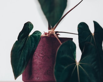 Rustic Burgundy Plant Pot Cover with Waterproof Liner • Handmade Cork Planter Basket • Boho Grunge Home Decor Gifts • SIZE 5, 6, 7, 8 inch