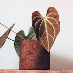 May include: A potted plant with large, heart-shaped leaves. The leaves are a deep brown with prominent white veins. The pot is a textured, reddish-brown color. The plant sits on a wooden surface against a white background.