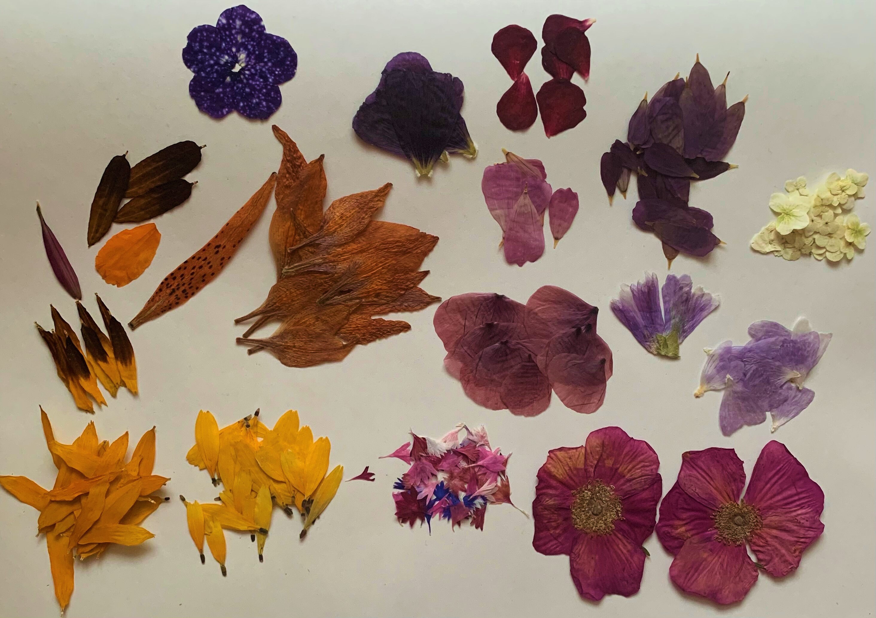 Real Dried Pressed Flowers and Petals for Crafts Mixed Pack Etsy