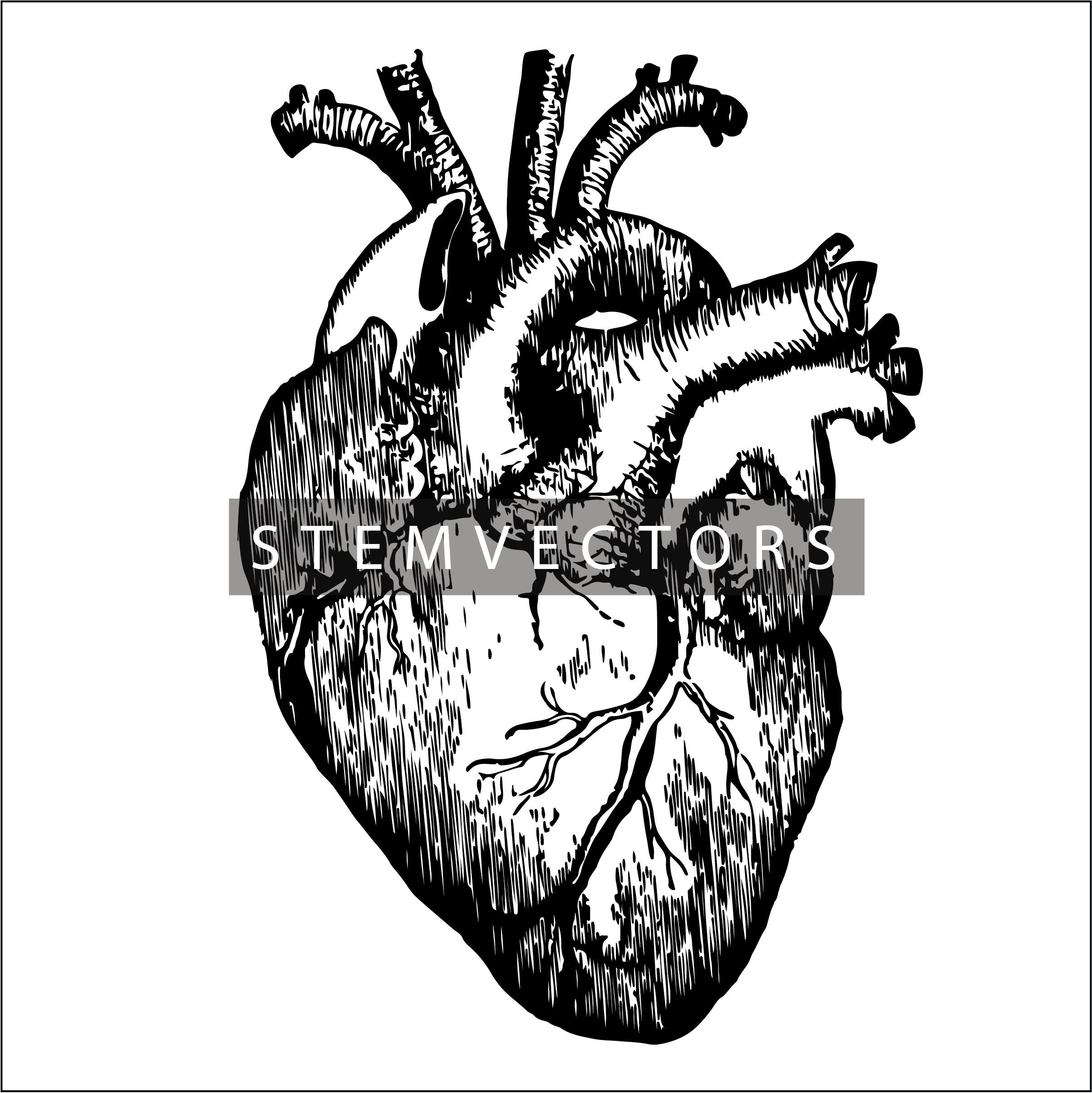 Anatomical Heart Vector Art: Black and White Sketch (digital Download ...