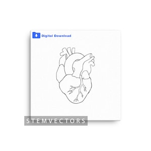Simple Anatomical Heart (Digital Download) Realistic Black and White Vector Drawing/Sketch Clip art for Cricut or Print svg, png, dxf, jpg