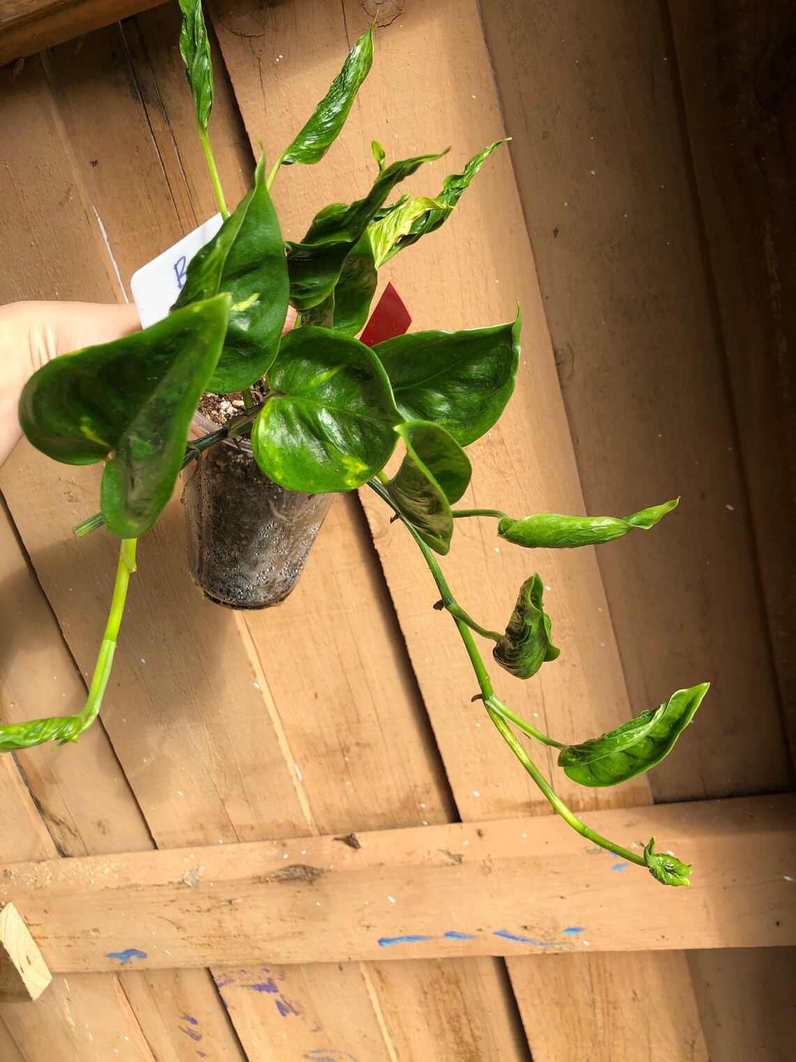 Epipremnum aureum Shangri La pothos Etsy