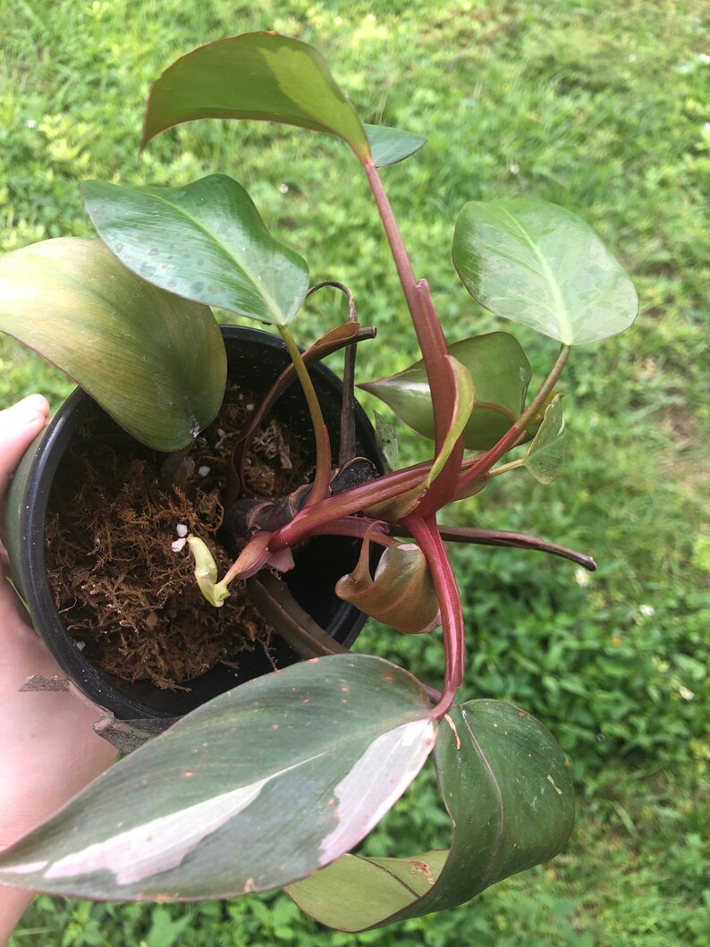 Pink Princess Philodendron ppp plant | Etsy