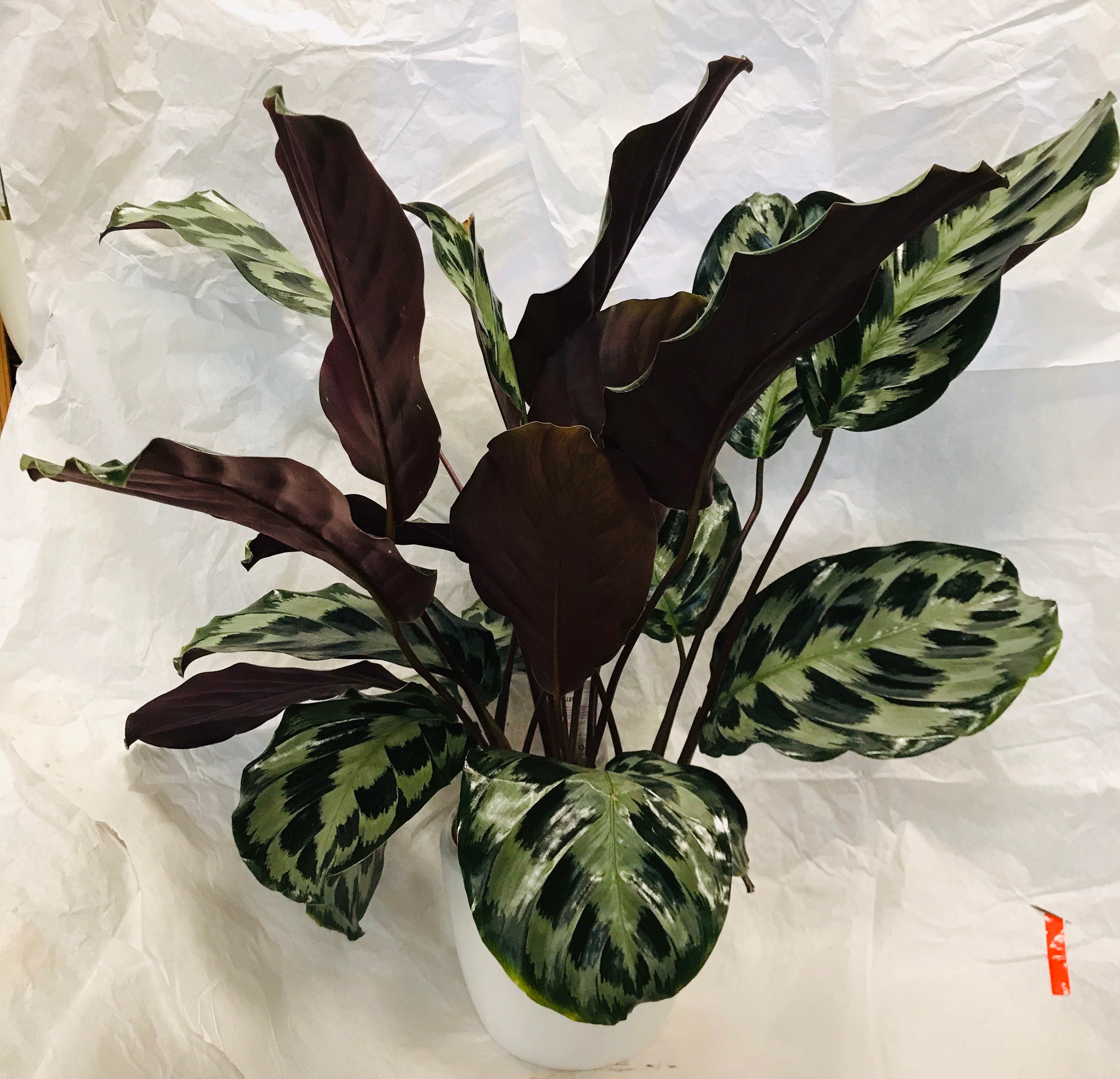 CALATHEA HELEN KENNEDY 85cm hoch 20cm die | Etsy