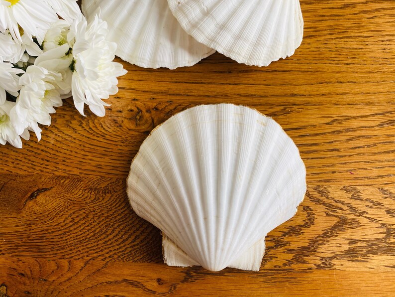 Scallop Shell Trinket Dish, Birds and Flowers, Decoupage, Ring Dish Etsy