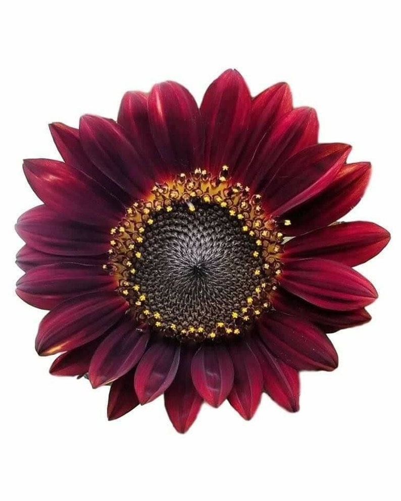 Sunflower Waterslides Sunflower Waterslide Decals For ...