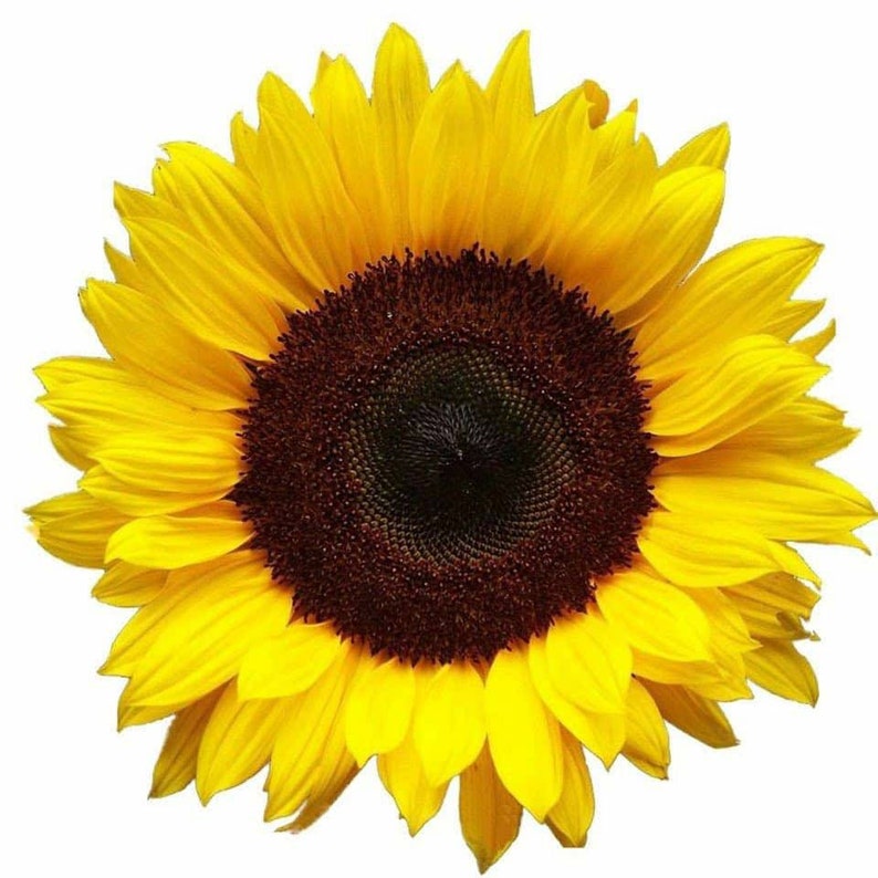 Free Free 285 Sunflower Waterslide Svg Free SVG PNG EPS DXF File