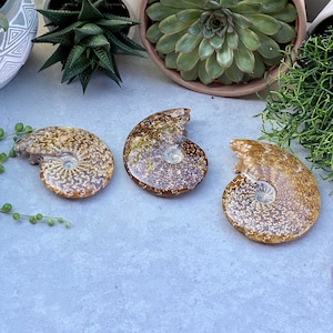 Ammonite - Gemstone - Cleonaceras, Spiral Shell