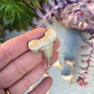 Shark Tooth - Fossilised Tooth - Specimen - UK