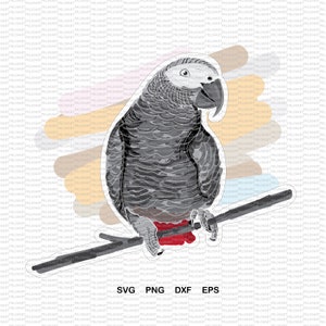 May include: A gray parrot with a white head perched on a branch. The parrot is facing right and has a red beak. The background is a colorful abstract design.