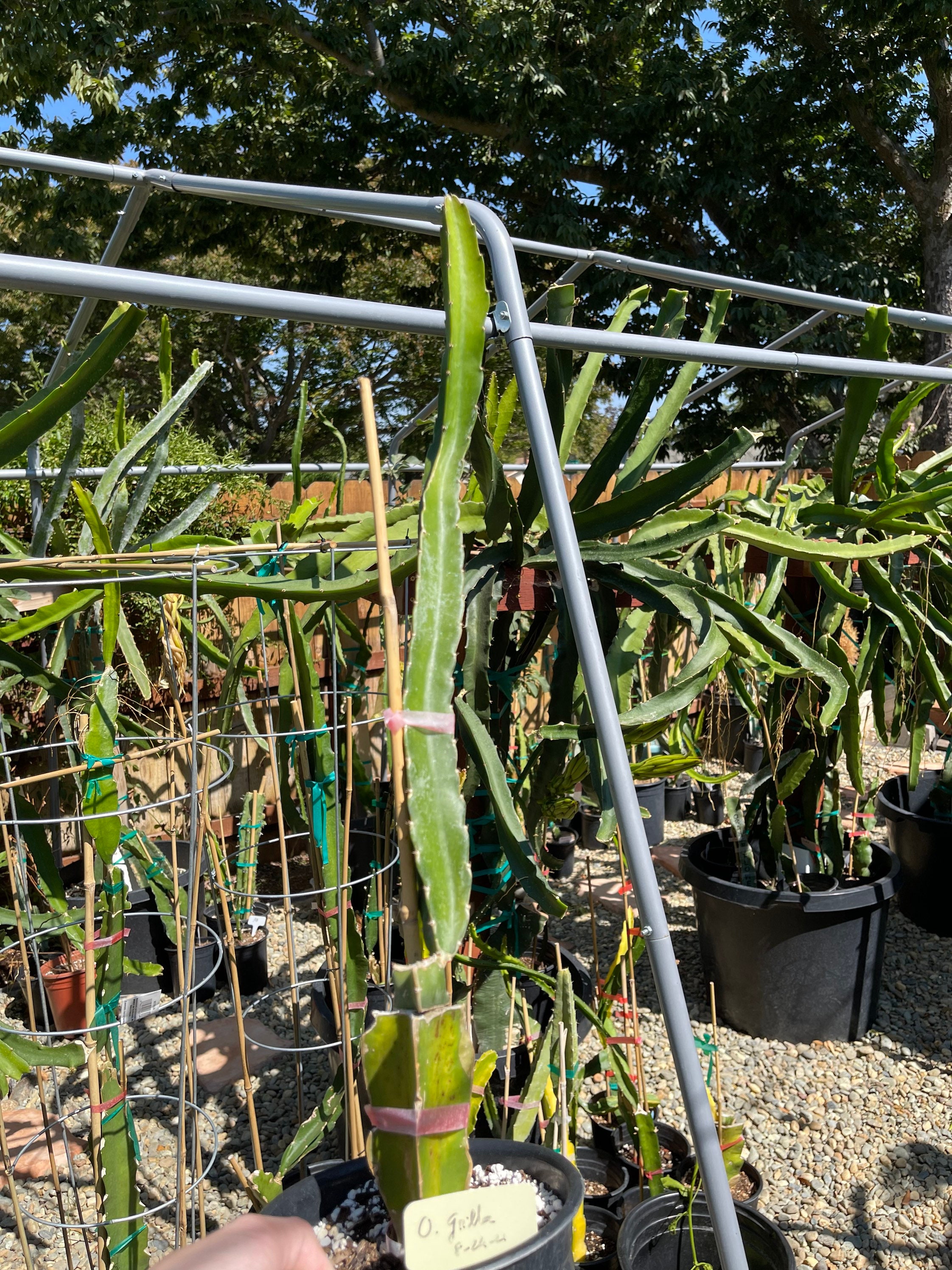 Grafted Ocamponis Grilla Dragon Fruit yellow Skin White - Etsy