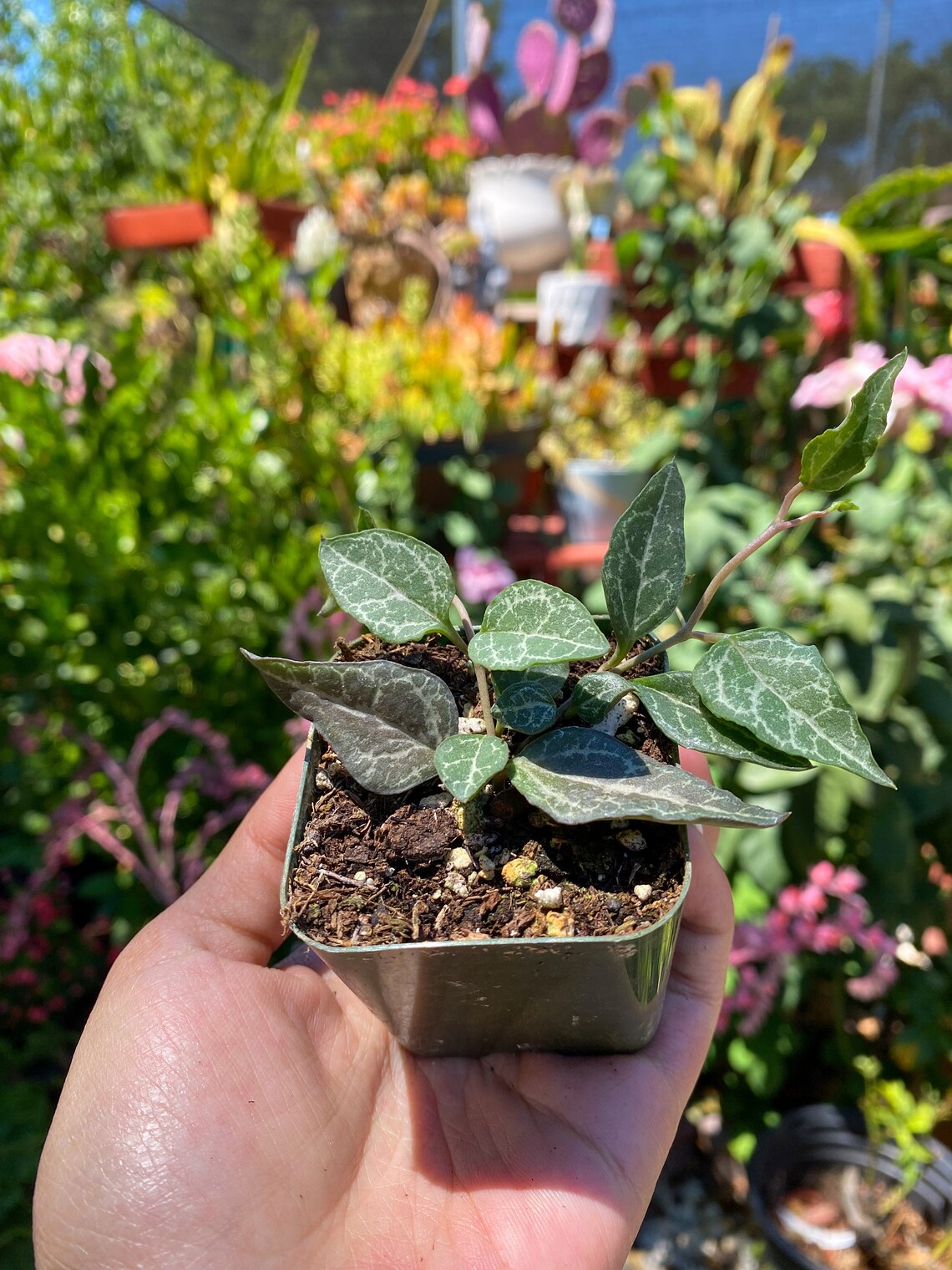 Ceropegia woodii String of Spades Succulent Live Plant Etsy