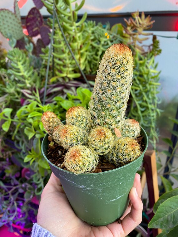 Mammillaria Elongata ladyfinger Cactus Live Plant Cactus Etsy