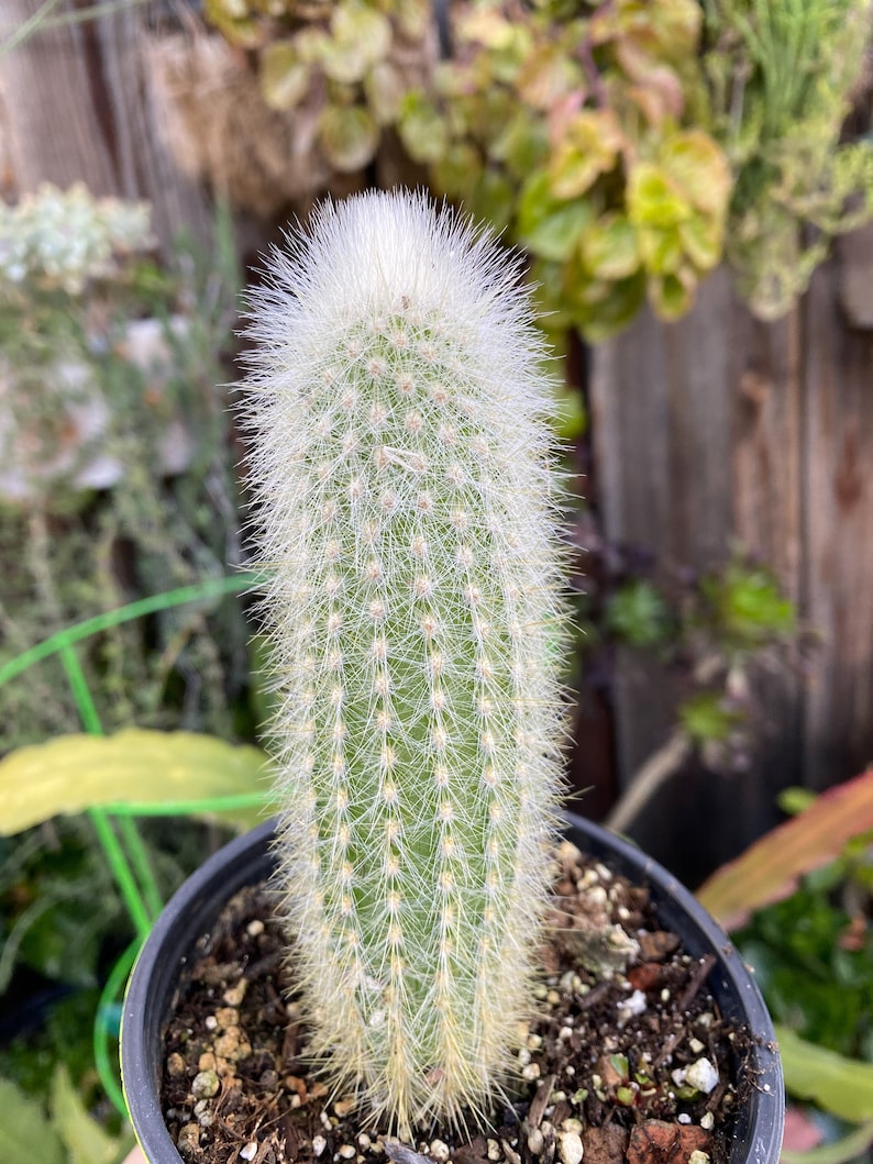 Cleistocactus strausii Silver torch Cactus Live Plant | Etsy