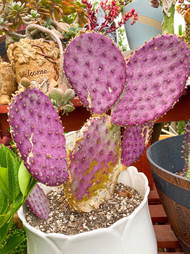 Opuntia Santa Rita Prickly Pear Cactus Live Plant Etsy