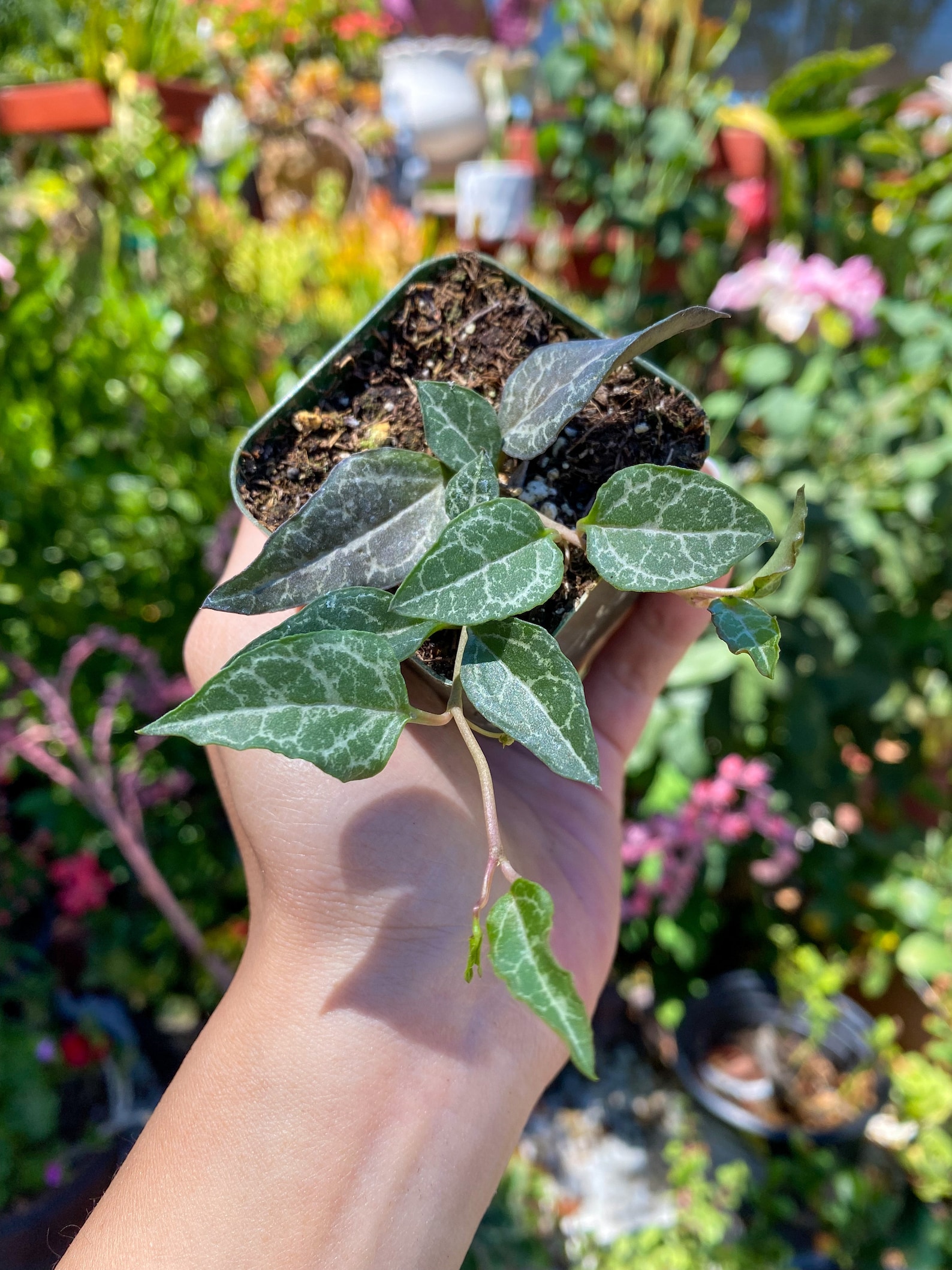 Ceropegia Woodii string of Spades Succulent Live Plant Etsy