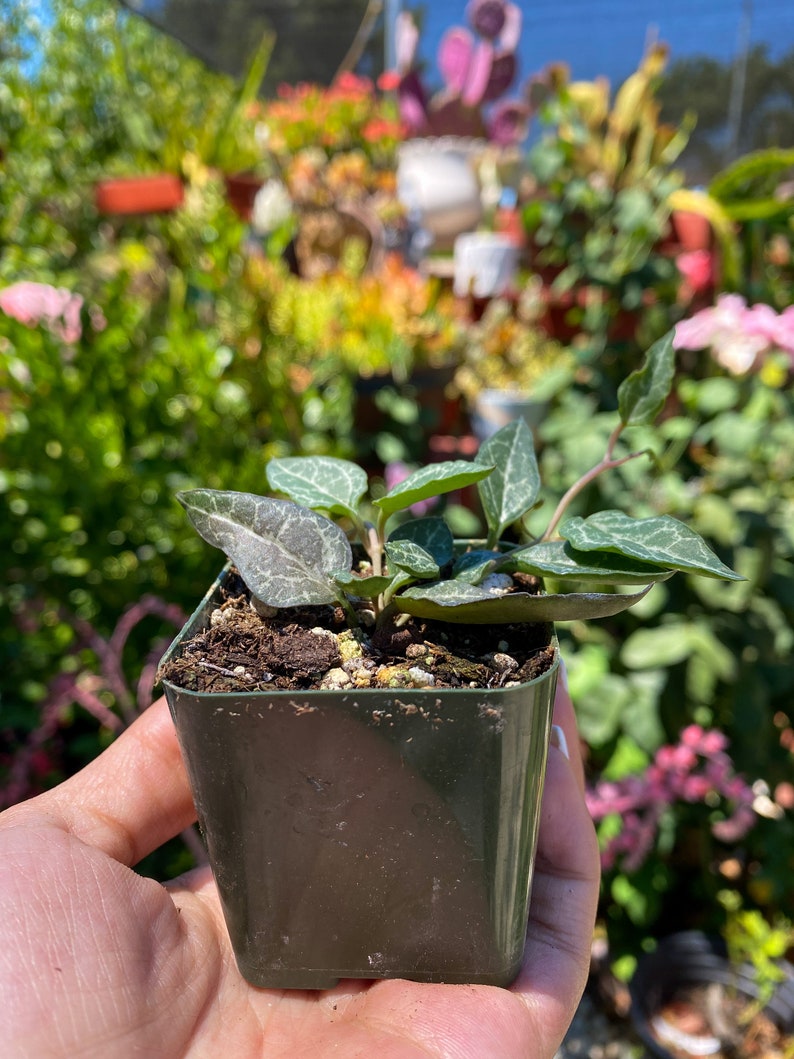 Ceropegia Woodii string of Spades Succulent Live Plant Etsy