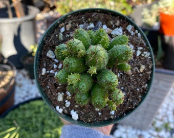 Euphorbia monstrose, Cactus, Live Plant