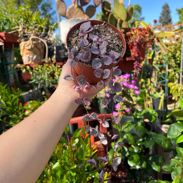 Ceropegia woodii 'String of hearts', variegated