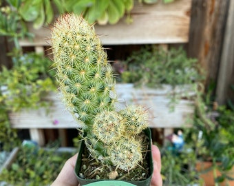 Mammillaria elongata ‘Ladyfinger Cactus’, Live Plant, 2-inch Pot