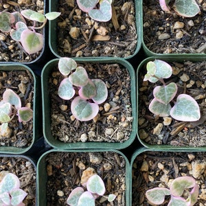 Ceropegia woodii 'String of hearts', variegated