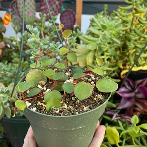 Peperomia Ruby Cascade, Live Plant, Succulent image 2