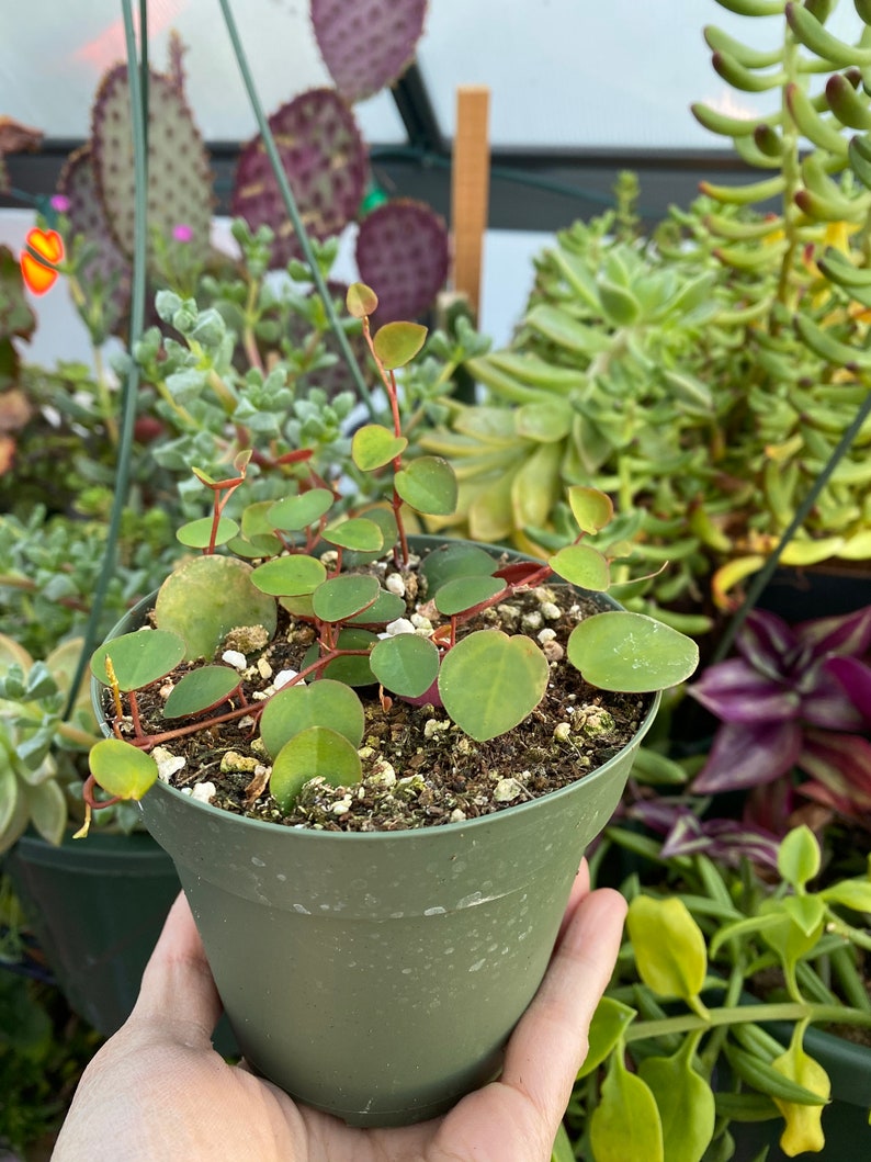 Peperomia Ruby Cascade, Live Plant, Succulent image 2