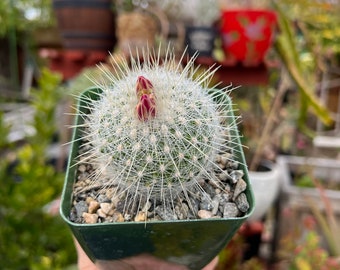 Thelocactus macdowellii “Chihuahuan Snowball”, Cactus, Live Plant, 4-inch