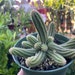 see more listings in the Cacti section