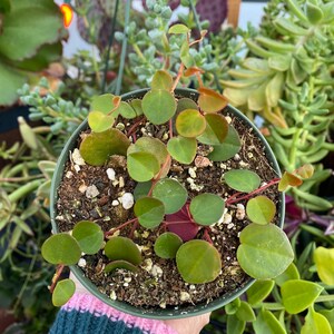 Peperomia Ruby Cascade, Live Plant, Succulent image 3