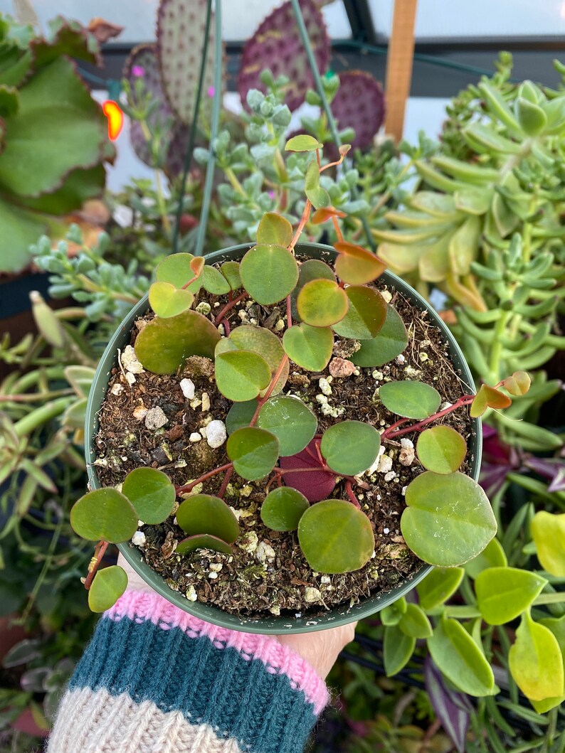 Peperomia Ruby Cascade, Live Plant, Succulent image 3