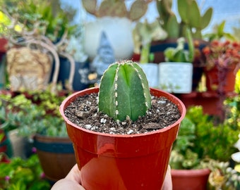 Pachycereus marginatus ‘Mexican Fencepost Cactus’