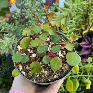 Peperomia Ruby Cascade, Live Plant, Succulent image 1