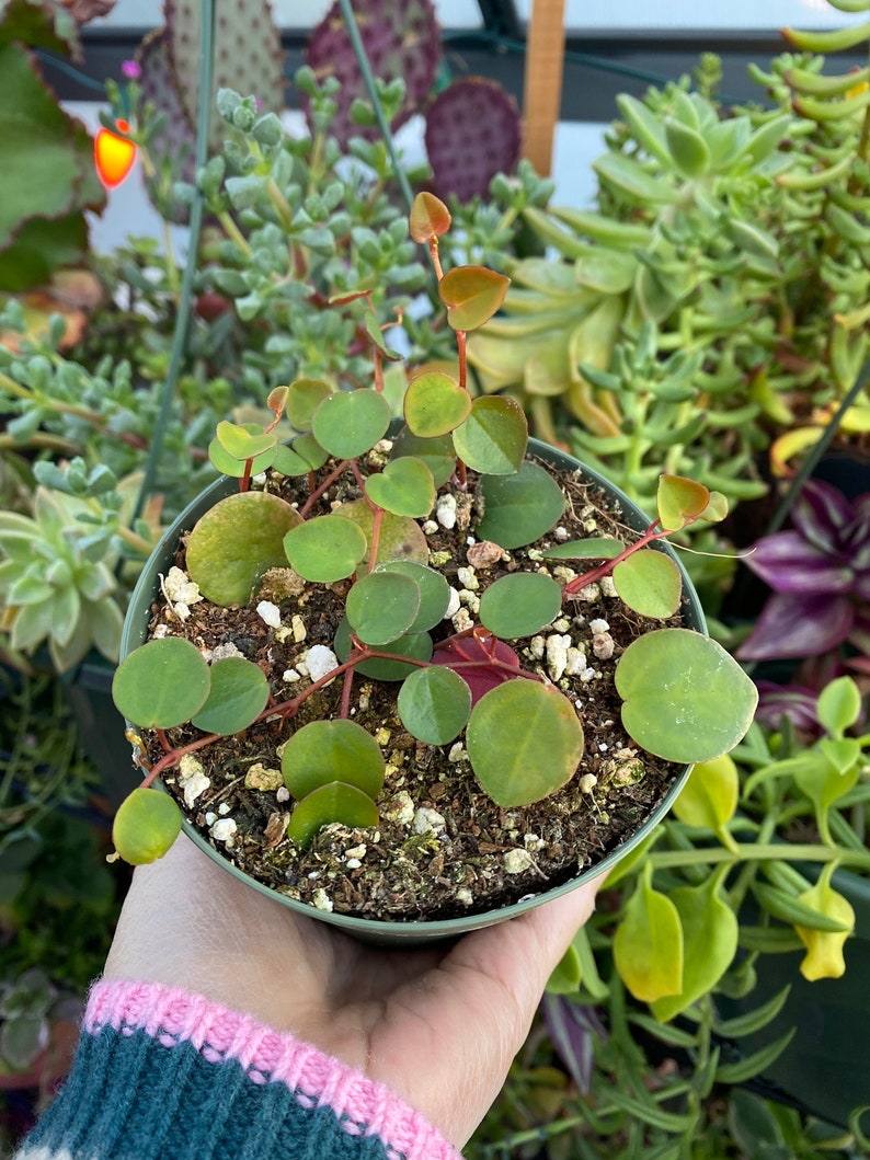 Peperomia Ruby Cascade, Live Plant, Succulent image 1